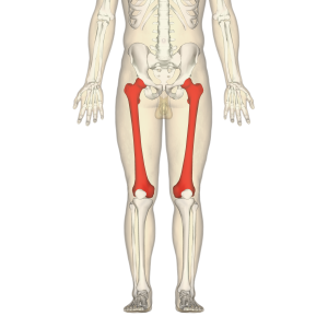 longest bone in the human body - femur