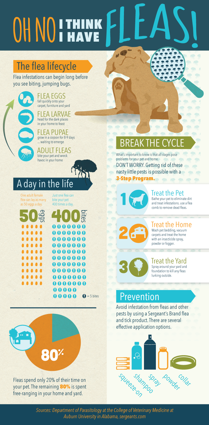 infographic-fleas-ticks