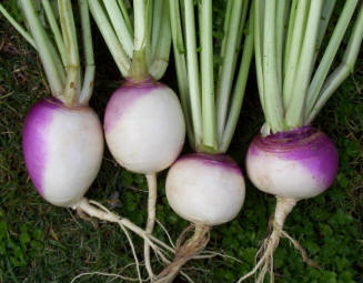 turnips