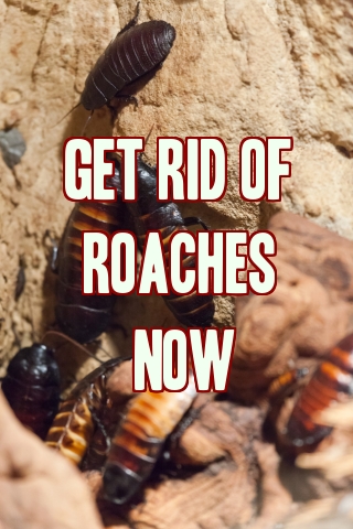 Get Rid Of Cockroaches