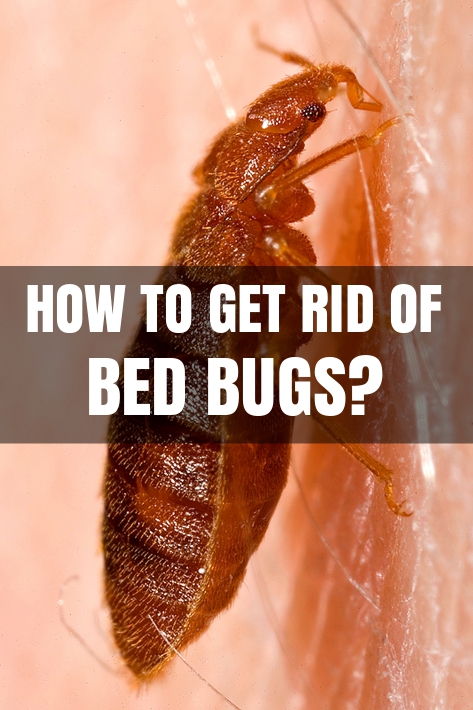 How To Get Rid Of Bed Bugs At Home?