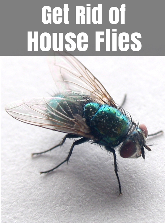 How to Get Rid of Flies Naturally