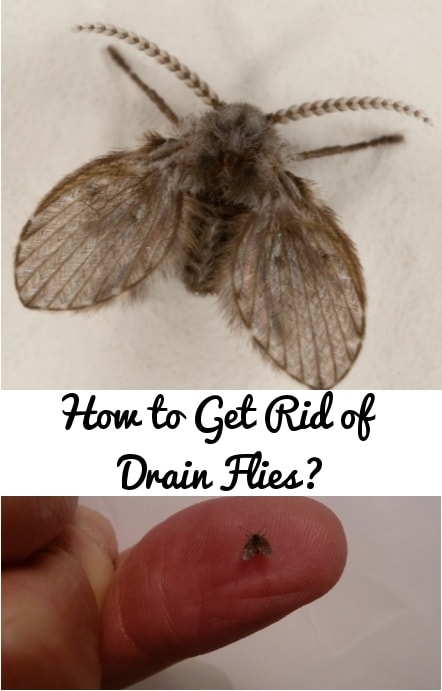 How to Get Rid of Drain Flies?