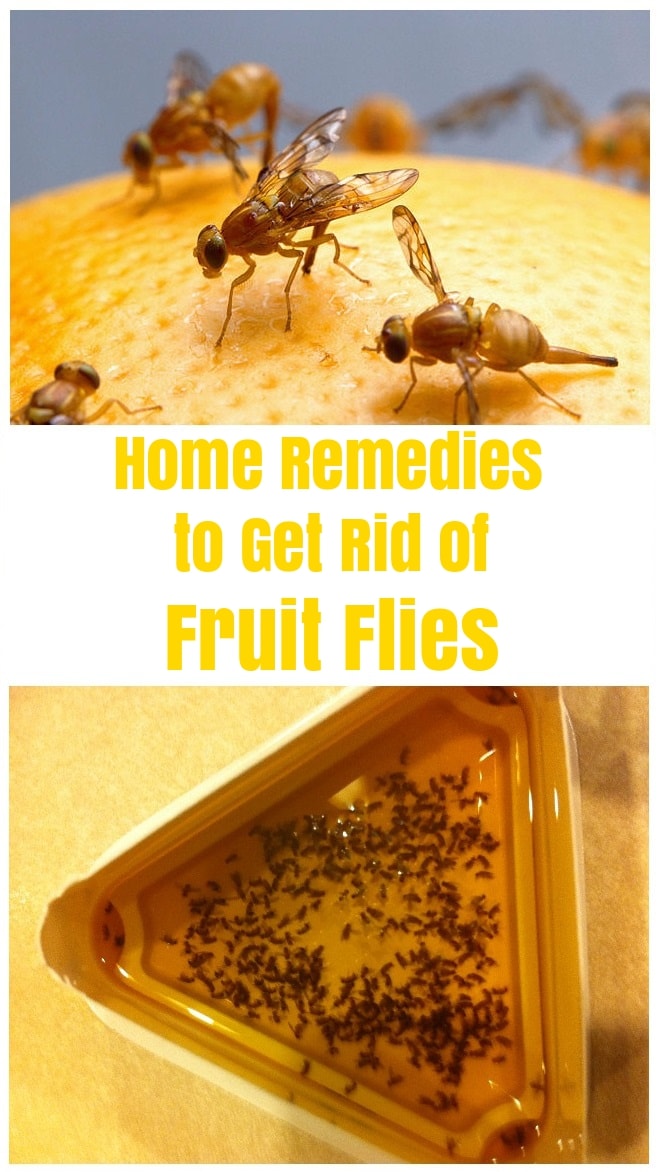 Home Remedies to Get Rid of Fruit Flies