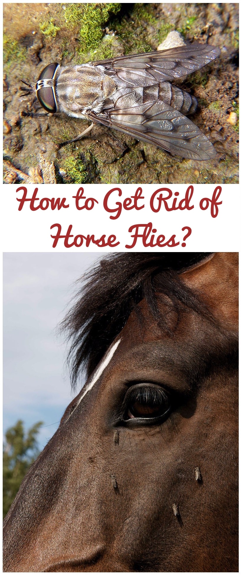 How to Get Rid of Horse Flies?