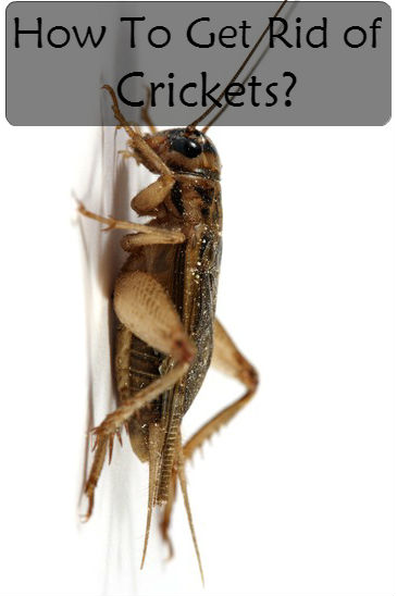 How to get rid of crickets?