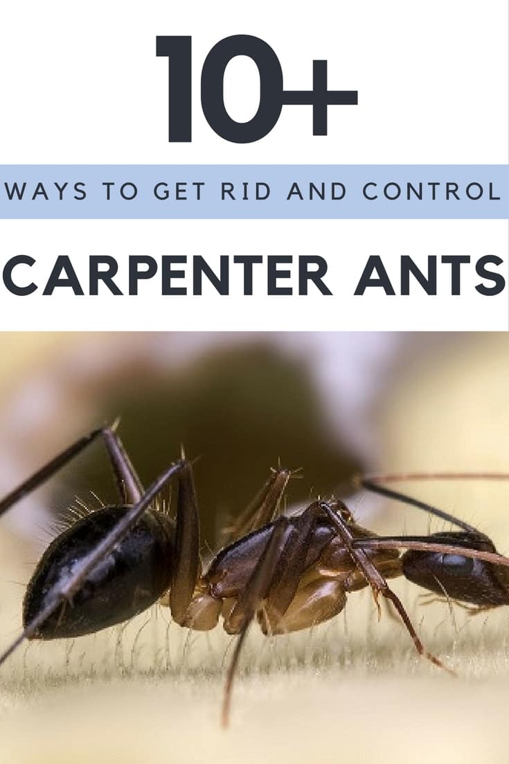 How To Get Rid Of Carpenter Ants How To Kill Carpenter Ants